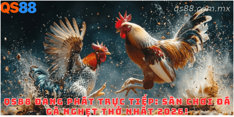 Giao diện đá gà trực tuyến QS88 với các trận đấu phát sóng trực tiếp